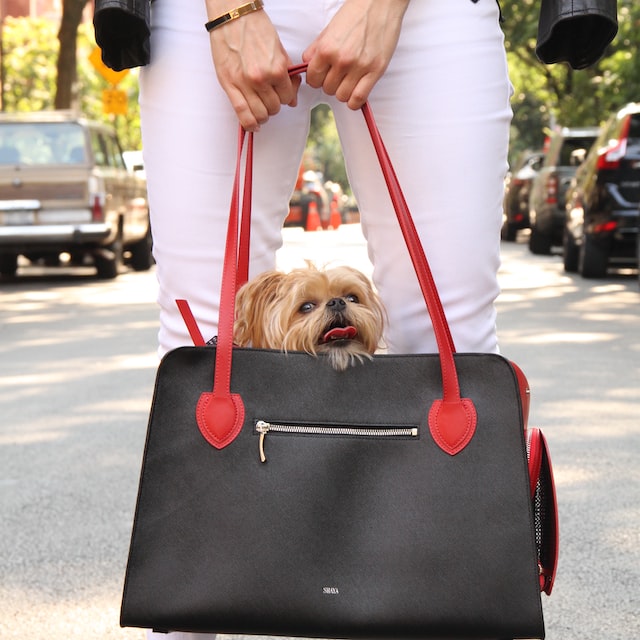 Person hält eine schwarze Tasche mit roten Henkeln in den Händen, in der sich ein kleiner, brauner Hund befindet. Im Bildausschnitt sieht man nur die Beine der Person 